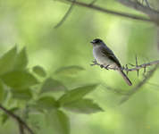 Eastern Phoebe 1160